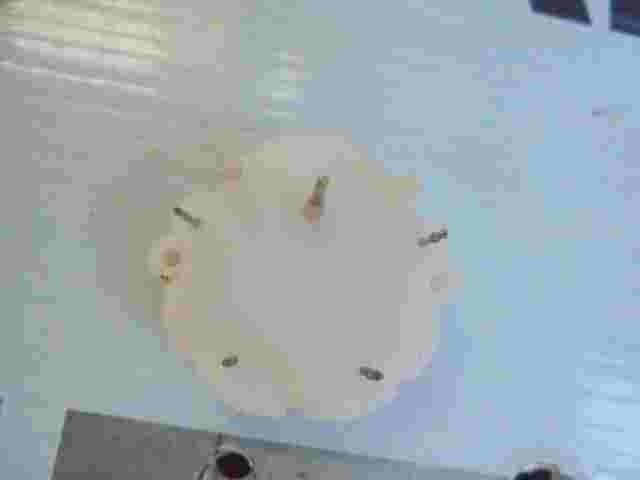 Schrittmotor Tacho Renault Master Nissan Interstar Opel Movano GTI21657327-5
