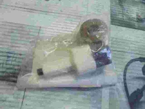 Bremslichtschalter Toyota Avensis II Corolla Celica Aygo 8434009030 84340-09030